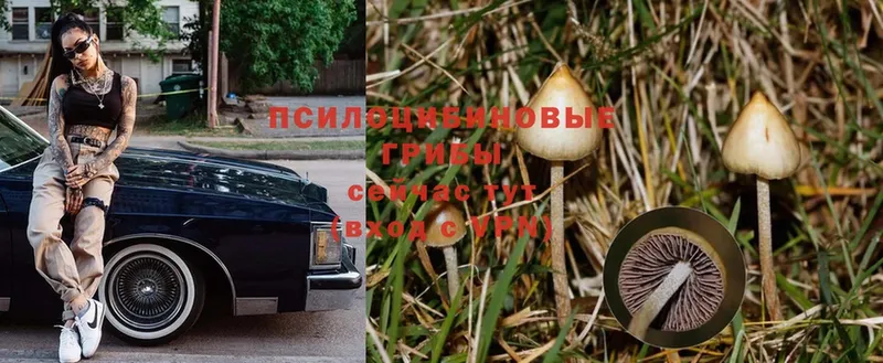 Псилоцибиновые грибы Psilocybine cubensis Балашов